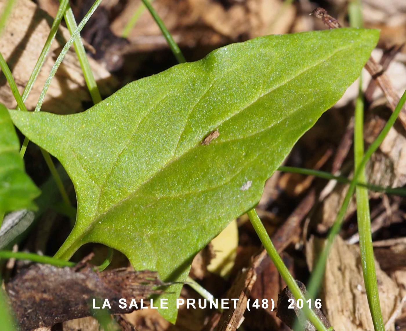 Goosefoot, Red leaf